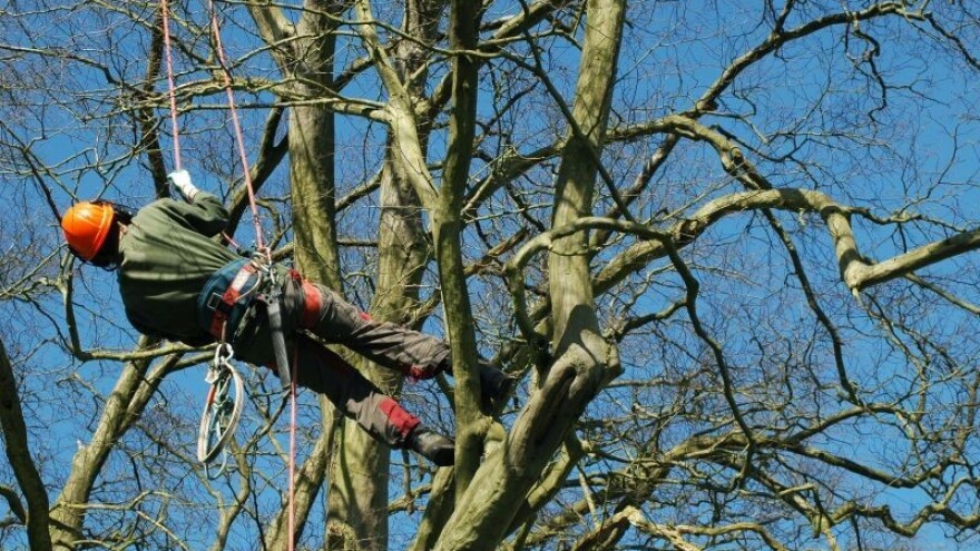 Novi Pravilnik o uređivanju šuma