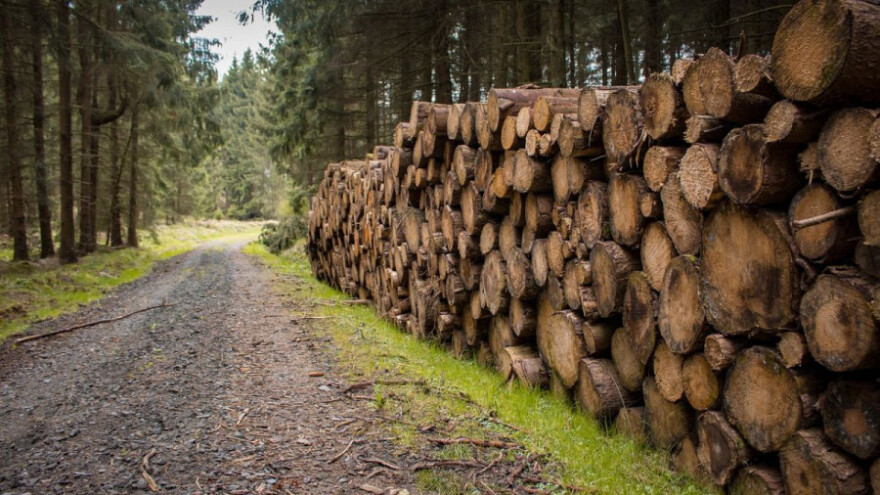 Smanjila se količina posječenog drveta za 0,3%
