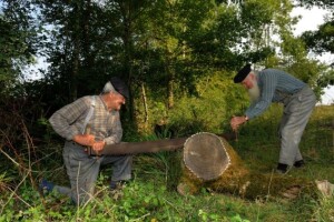 Pronađen kradljivac bukve