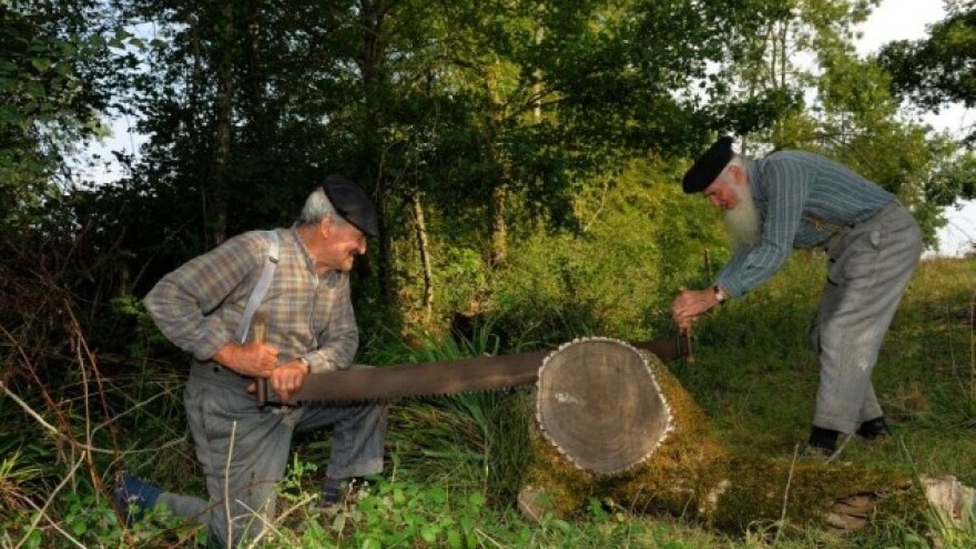 Pronađen kradljivac bukve
