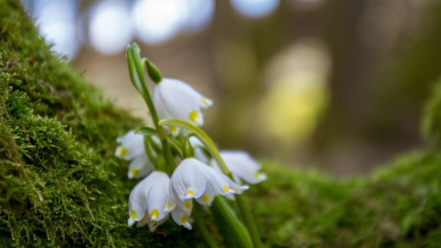 Javnost o ostvarivanju prava na sredstva iz naknade za korištenje općekorisnih funkcija šuma