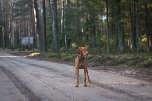 Javnost o načinu i kriterijima za davanje u zakup šumskog zemljišta