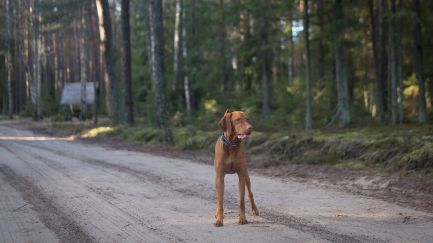 Javnost o načinu i kriterijima za davanje u zakup šumskog zemljišta