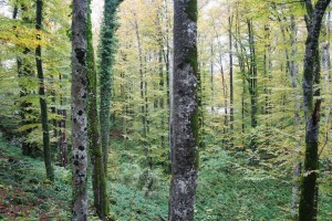 62,8 milijuna kuna za razminiranje šumskog zemljišta