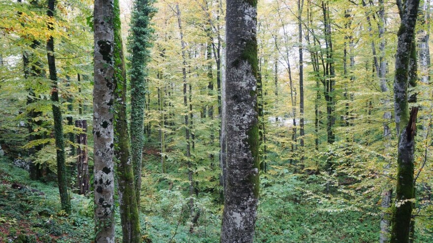 62,8 milijuna kuna za razminiranje šumskog zemljišta