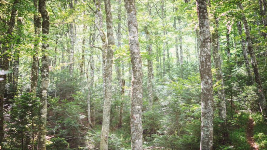 Destimulisati izvoz ogrjevnog drveta iz BiH!