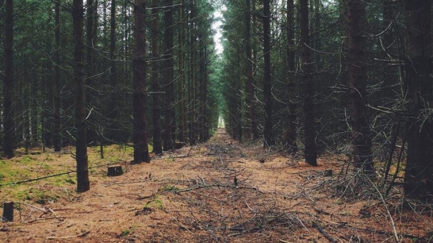 U toku pregovori sa Svjetskom bankom za saniranje stanja u šumarskom sektoru