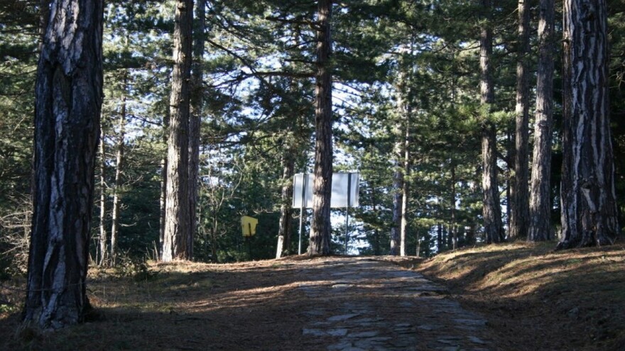 Domaća proizvodnja u šumarskom sektoru bilježi pozitivan trend