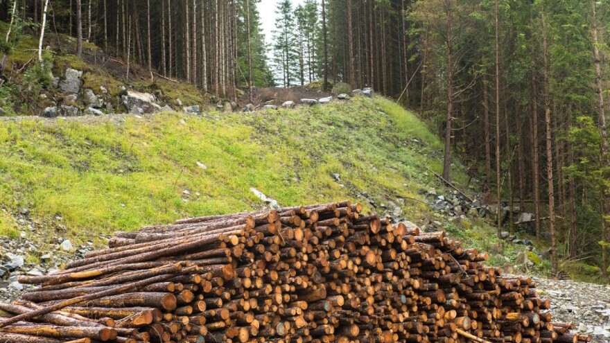 Davor Vlaović: Zabrana pašarenja, brsta i žirenja u našim šumama nije dobra