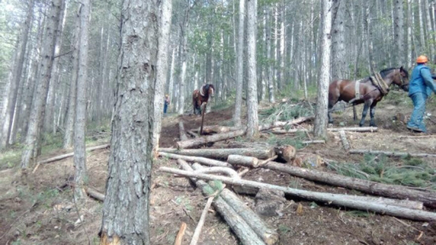 Novim zakonom pokreće se oporavak šuma