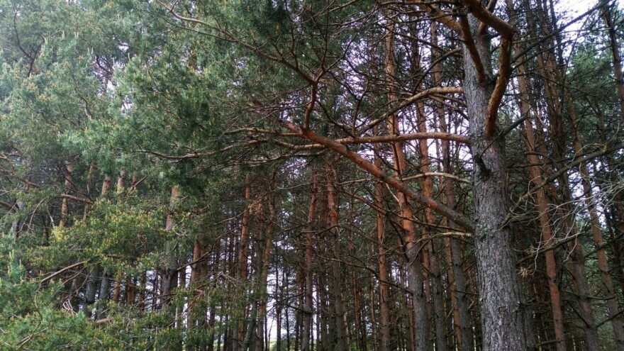 Izmjene Zakona o šumama u drugom saborskom čitanju