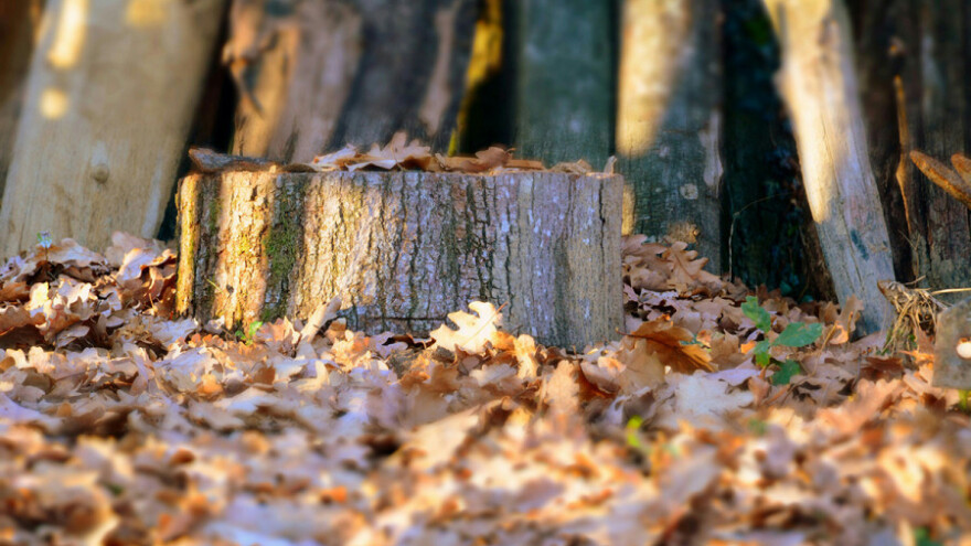 Drvna industrija u suficitu, no bez prave podrške