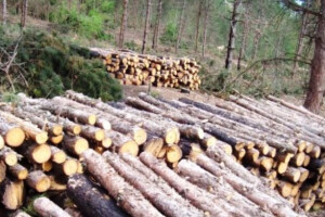 Šestorka prijavljena za šumske krađe u Omarskoj