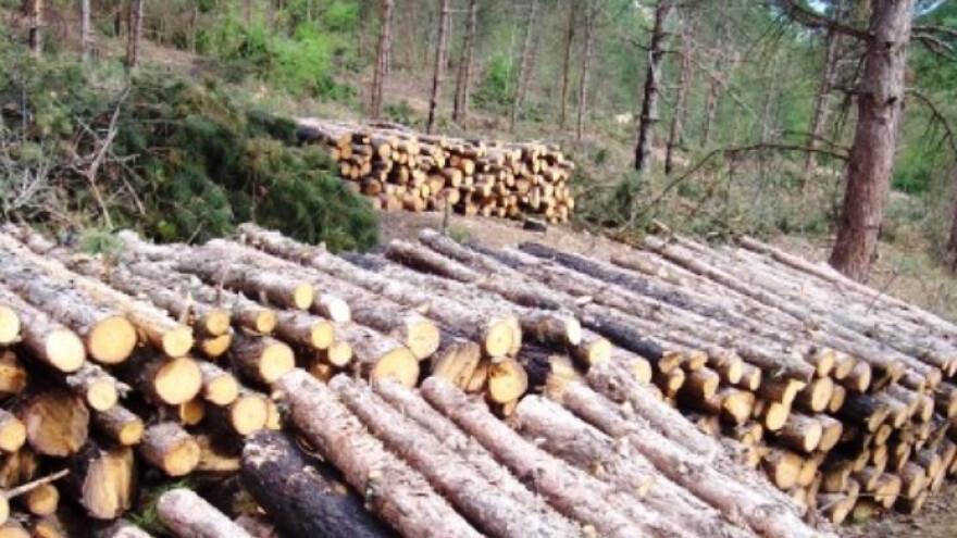 Šestorka prijavljena za šumske krađe u Omarskoj