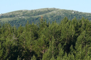 Drvoprerađivači, javite se u Hercegbosanske šume