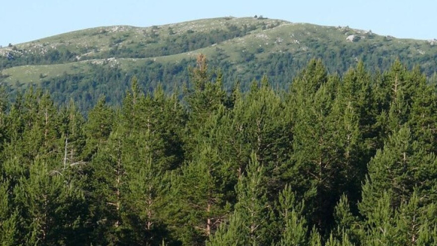 Drvoprerađivači, javite se u Hercegbosanske šume