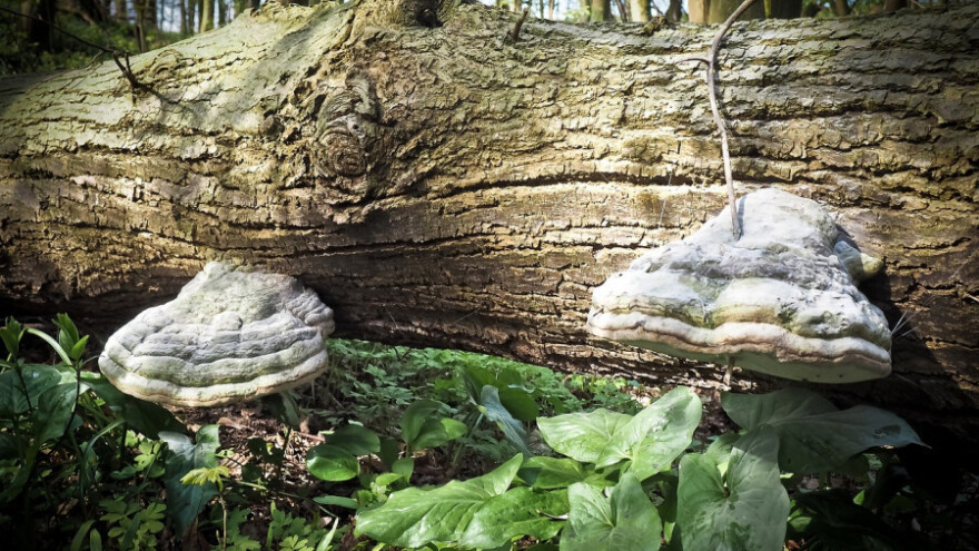 Javnost o Nacrtu pravilnika za mjeru 8