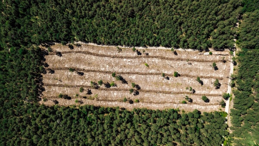 Krče šume zbog palminog ulja - nestalo 39% zelenog bogatstva na Borneu