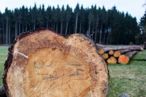 8,2 milijarde eura osigurano za šume