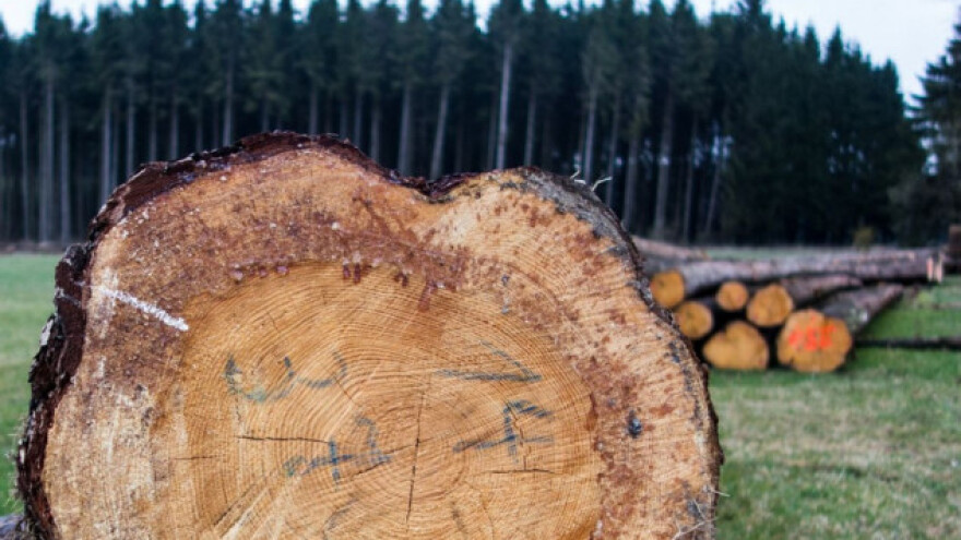 Evropski fond namenio 8,2 milijarde evra za šume