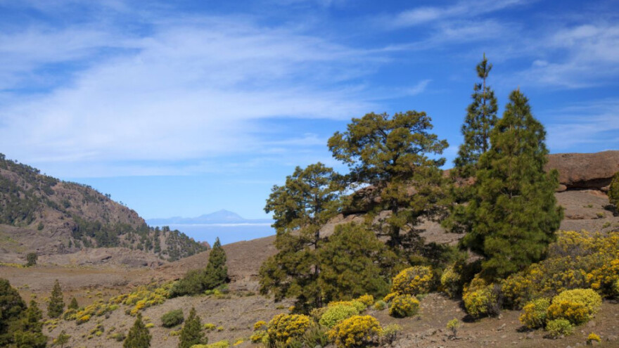U slučaju nepogoda, pošumljavat će se iz sjemenske banke