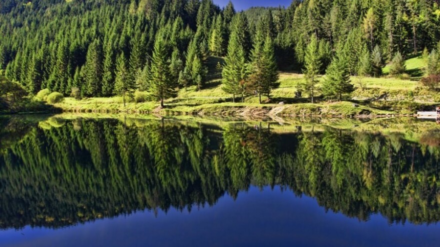 Pravilnik o provedbi Mjere 8 za razvoj šuma!