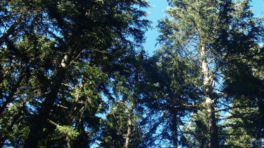 Kvalitetno drvo više ne može postati ogrjev