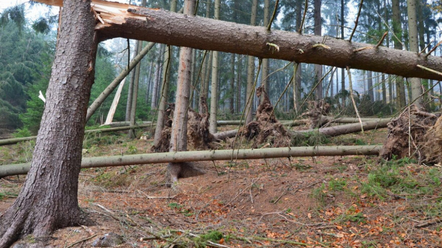 Sve veći broj ekscesnih pojava u šumama