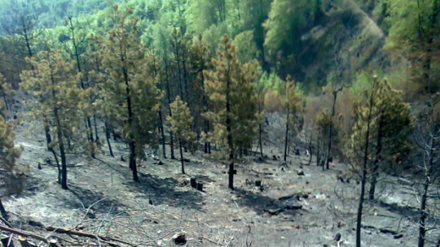 ZDK donio mjere sprečavanja bespravne sječe šuma