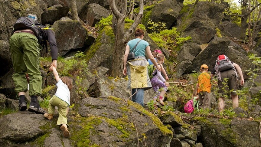 Prekomjerna sječa šuma?!