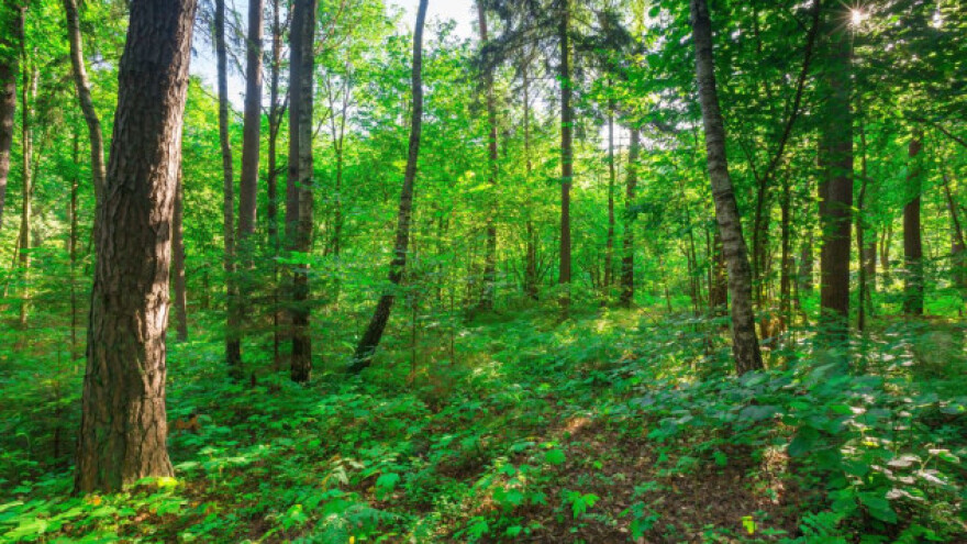 Počela nova sezona pošumljavanja