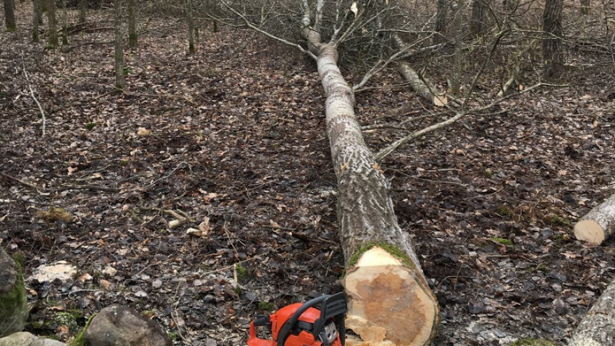 Ukrali drva vrijednosti 1.124.092 KM