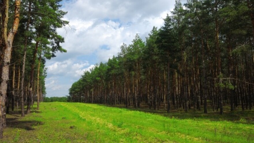 Tko krade šume u Crnoj Gori?