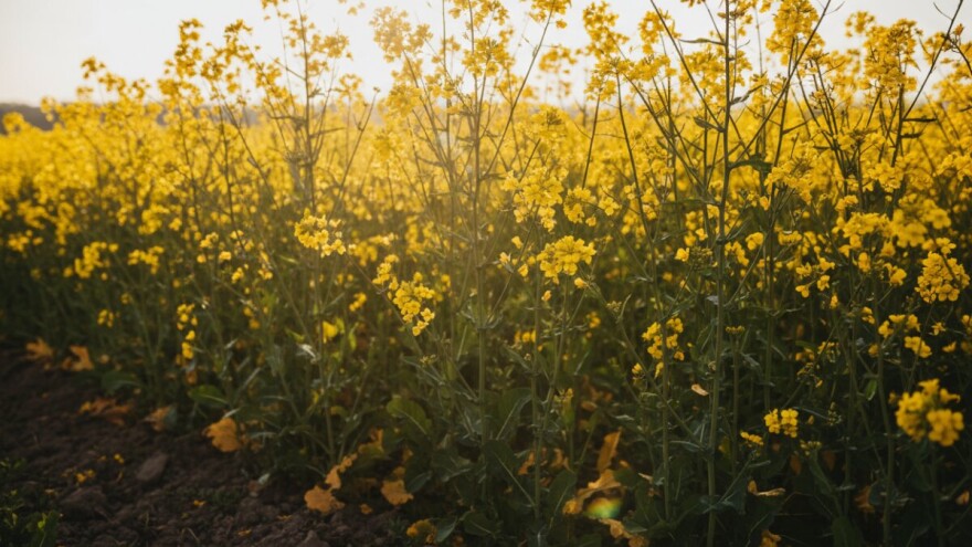 Sumpor u ishrani bilja i ljudi
