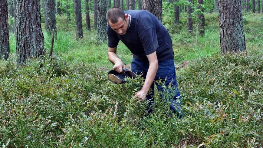 Šumsko bilje u rakijama