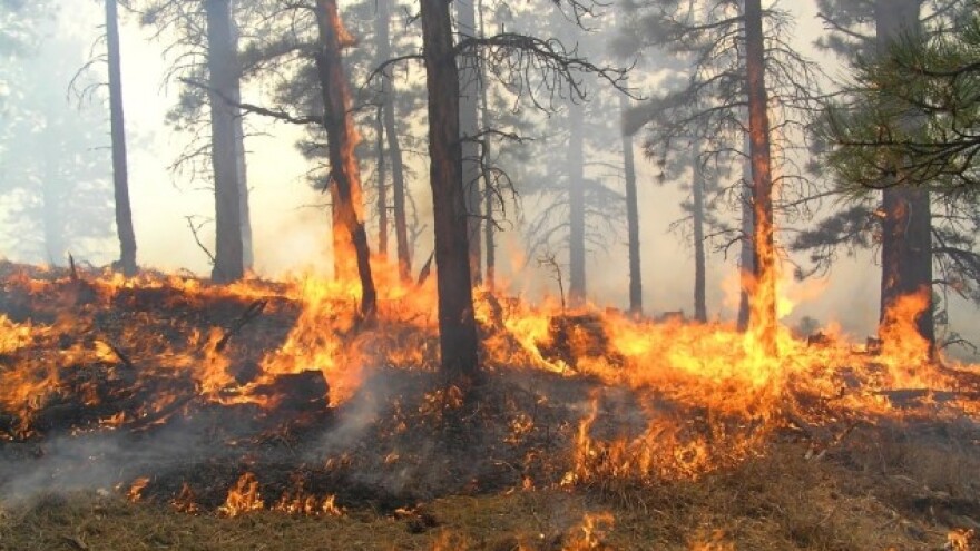 Zaštitimo šume od požara!