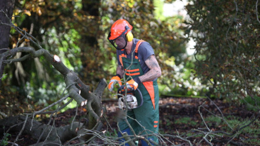 Sanitarna seča, a ne krađa i uništavanje šume