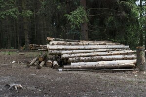 2 miliona m3 je površina predviđena za sječu i nema van tih okvira