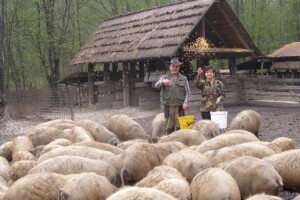 580 tisuća ha privatnih šuma kojih kao i da nema