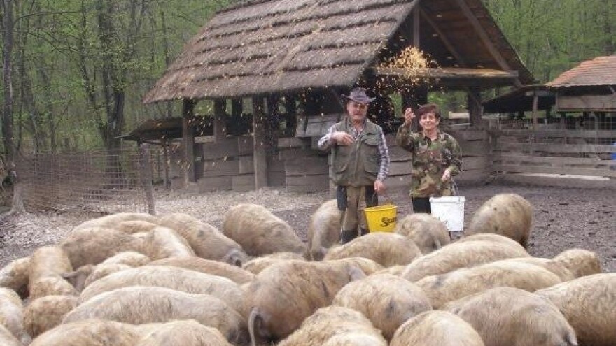 580 tisuća ha privatnih šuma kojih kao i da nema