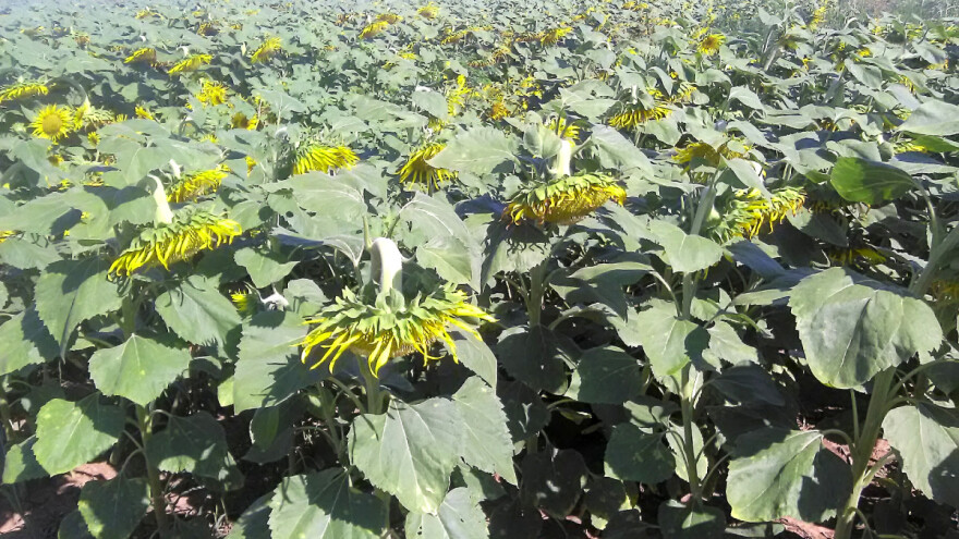 Skuplja setva suncokreta - da li će biti smanjenja površina?