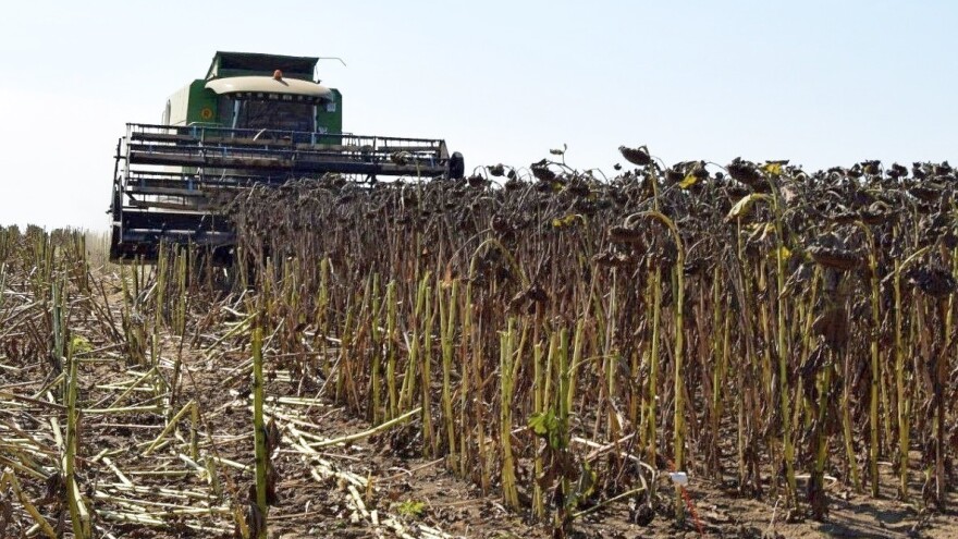 Akontna cena suncokreta 44 dinara bez PDV?