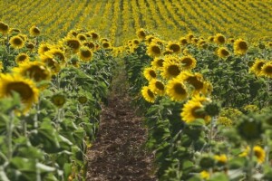 Izvozom suncokretovog ulja Ukrajina zaradila preko 4 milijarde dolara
