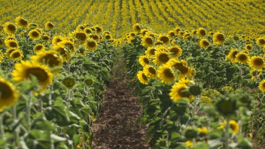 Izvozom suncokretovog ulja Ukrajina zaradila preko 4 milijarde dolara