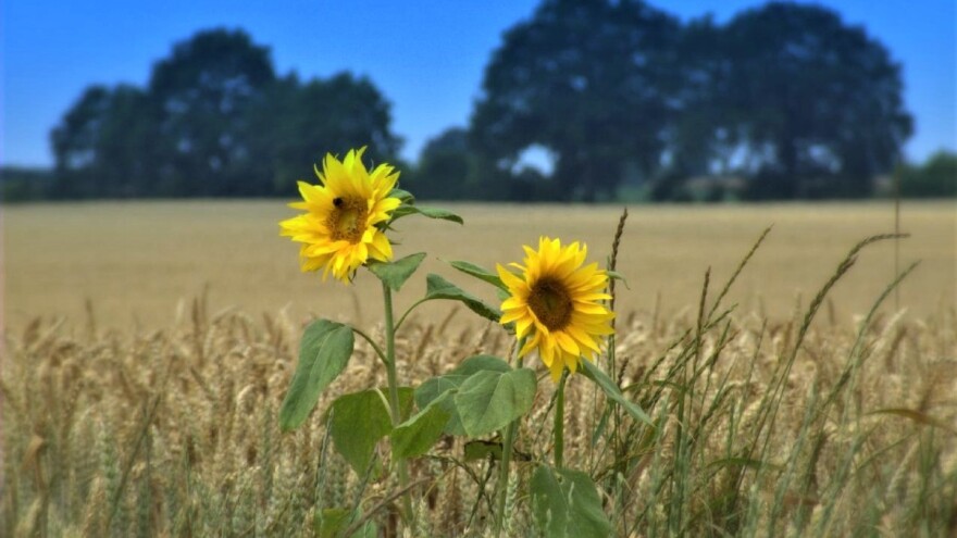 Velika razlika u prinosima pšenice, ali i u visini biljaka suncokreta - zbog čega?