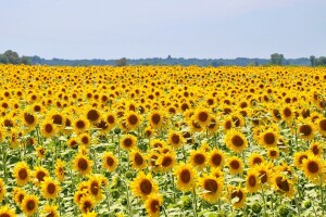 Ruski izvoz suncokreta na izuzetno niskom nivou