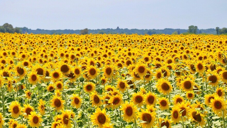 Ruski izvoz suncokreta na izuzetno niskom nivou