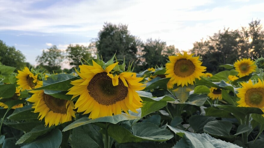 24. Čepinski suncokreti ponovno donose dva dana zabave i zajedništva