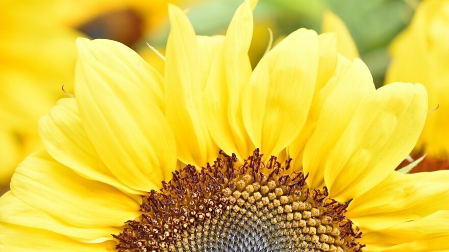 Suncokretova sačma poskupela za 9,51%