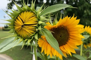 Izmjena kiše i sunca ove sedmice omogućit će intenzivan rast usjeva
